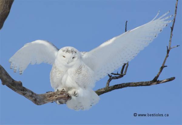 Photo d'un harfang des neiges qui s'envole