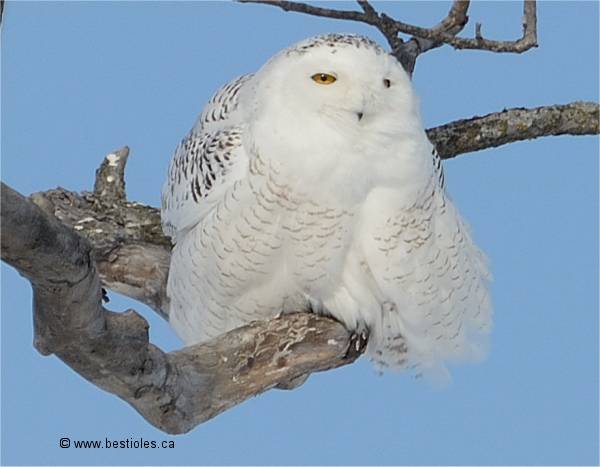Photo d'un harfang des neiges