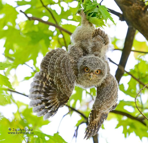 Photographie d'un petit duc maculé immature suspendu à une branche trop petite pour lui