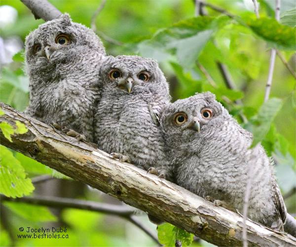 Photographie de petits ducs maculés immatures sur une branche