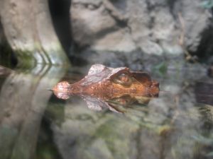 Photo d'un caiman