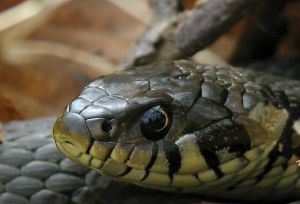 Photo d'une couleuvre (t�te)