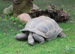 Photo d'une tortue terrestre g�ante