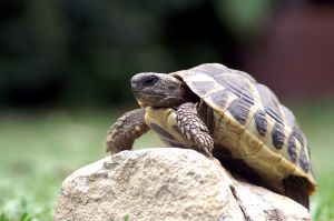 Photo d'une tortue