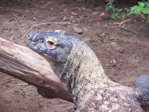 Photo d'un varan de Komodo - Dragon de Komodo
