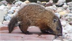 Photo d'un b�b� marmotte