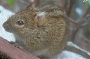 Photo d'une souris dans une fen�tre