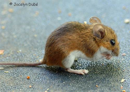 Photo de souris